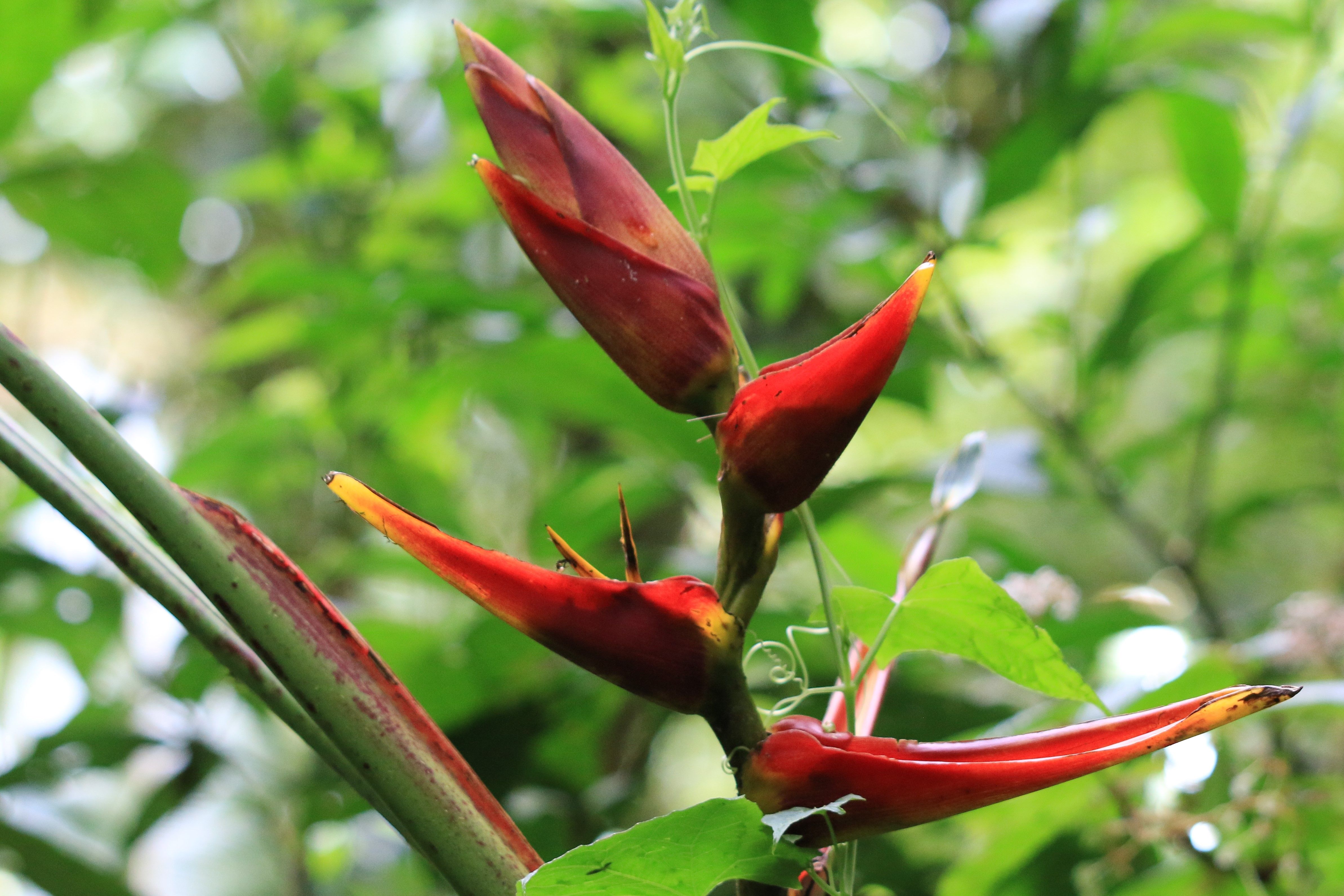 Costa Rica